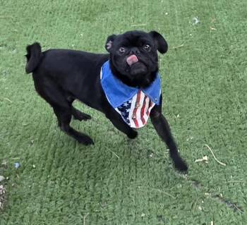 Pietro -  Pug Dog for Adoption in Fallbrook, California - Pietro | PetCurious