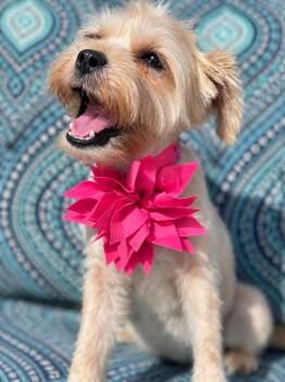 Minnie Mouse -  Shih Tzu and Mixed Breed Dog for Adoption in Saugus, Massachusetts - Minnie Mouse | PetCurious