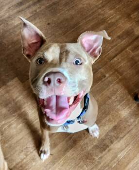 Rescue Pit Bull Terrier and American Staffordshire Terrier Dogs for Adoption in Wake Forest, North Carolina - Kevin Bacon | PetCurious