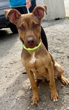 Logan -  Shepherd Dog for Adoption in Mckeesport, Pennsylvania - Logan | PetCurious