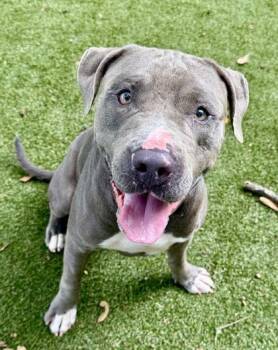 Bruce -  Terrier and Mixed Breed Dog for Adoption in Picayune, Mississippi - Bruce | PetCurious