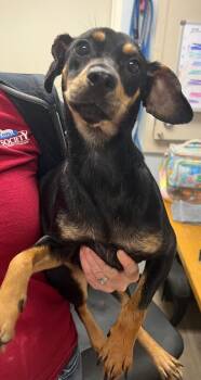 Haley -  Miniature Pinscher and Mixed Breed Dog for Adoption in Marion, Ohio - Haley | PetCurious