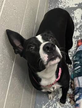 Lola -  Pit Bull Terrier and Terrier Dog for Adoption in Vancouver, Washington - Lola | PetCurious