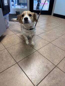 Molly -  Mixed Breed Dog for Adoption in Marion, Ohio - Molly | PetCurious