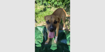 Rescue Boxer Dogs for Adoption in Hewitt, Texas - Sasha IV | PetCurious
