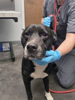 American Staffordshire Terrier and Mixed Breed Dogs Available for Adoption in North Charleston, South Carolina - 3470B Peter Pan | PetCurious