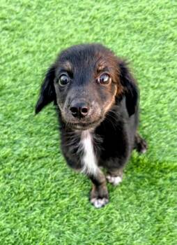 Dolly -  Dachshund and Australian Shepherd Dog for Adoption in Evergreen, Colorado - Dolly | PetCurious