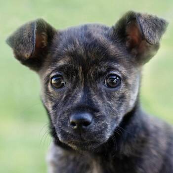 Chihuahua and Shepherd Dogs Available for Adoption - McFlurry | PetCurious