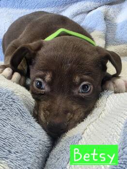 Betsy -  Dutch Shepherd Dog for Adoption in Walthill, Nebraska - Betsy | PetCurious