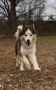 Rescue Alaskan Malamute Dogs for Adoption in Montgomery, New Jersey - Bluey | PetCurious