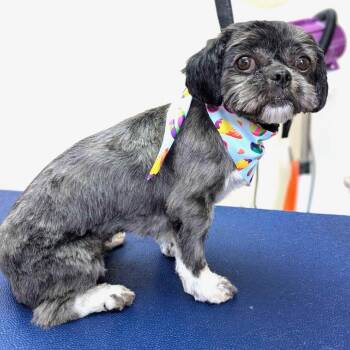 Thelma -  Shih Tzu Dog for Adoption in Sinking Spring, Pennsylvania - Thelma | PetCurious