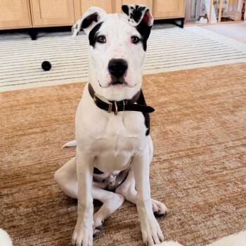 Shepherd and Mixed Breed Dogs Available for Adoption in Falls Church, Virginia - Otis Fka Jojo Binks Pup: Jett | PetCurious