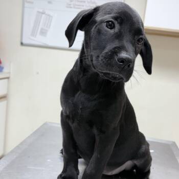 Circe-4624 -  Mixed Breed Dog for Adoption in Tyler, Texas - Circe-4624 | PetCurious