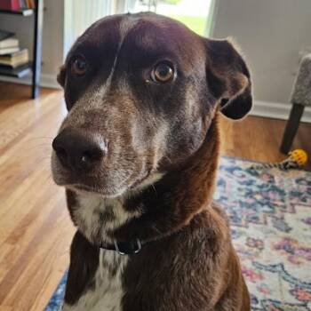 Labrador Retriever Dogs Available for Adoption in Ottawa Hills, Ohio - Cocoa | PetCurious