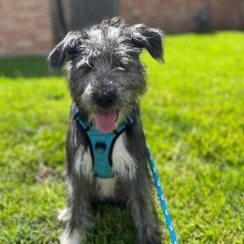 Marcie -  Schnoodle Dog for Adoption in Houston, Texas - Marcie | PetCurious