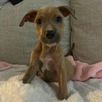 Sleepy -  Pit Bull Terrier and Mixed Breed Dog for Adoption in Buffalo, Minnesota - Sleepy | PetCurious