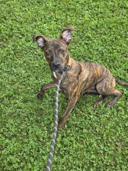 Cricket -  Mixed Breed Dog for Adoption in Vaudreuil-dorion, Quebec - Cricket | PetCurious