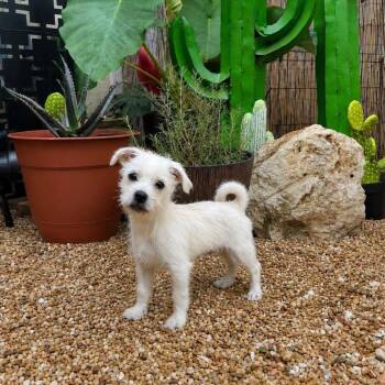 Jacques 26-06-190 -  Shih Tzu and Chihuahua Dog for Adoption in Bastrop, Texas - Jacques 26-06-190 | PetCurious