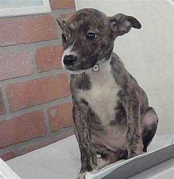 Labrador Retriever and Mixed Breed Dogs Available for Adoption - BERNADETTE | PetCurious