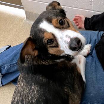 Mixed Breed Dogs Available for Adoption - Radar | PetCurious