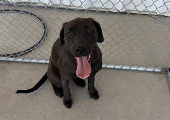Chocolate Labrador Retriever and Boxer Dogs Available for Adoption in Thousand Oaks, California - Debbie - URGENT AND AT RISK | PetCurious