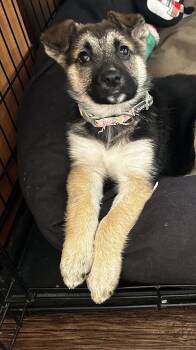 German Shepherd Dog and Labrador Retriever Dogs Available for Adoption - Lilly | PetCurious