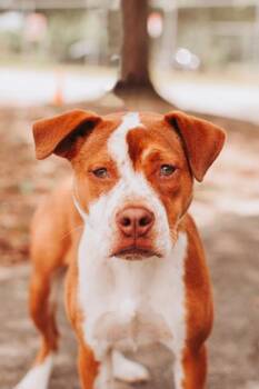 Terrier and Mixed Breed Dogs Available for Adoption in North Charleston, South Carolina - 92390A Fable | PetCurious