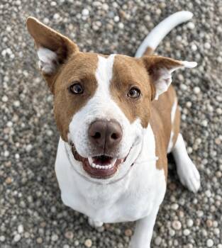 Lavender Wren -  Pointer and Labrador Retriever Dog for Adoption in Saugus, Massachusetts - Lavender Wren | PetCurious