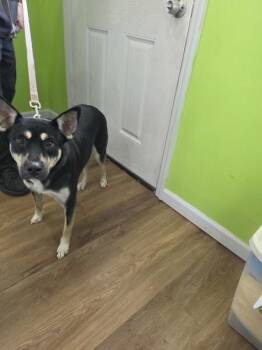 Shepherd Dogs Available for Adoption in Cleveland, Tennessee - Collette | PetCurious