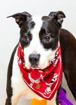 Rescue Labrador Retriever Dogs for Adoption in Sanford, Florida - Mara Jade | PetCurious