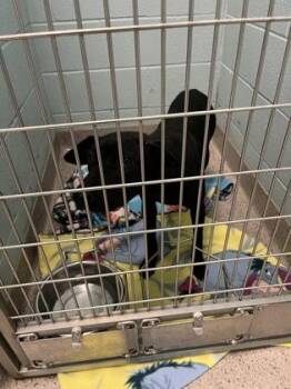 La Brea -  Labrador Retriever and Mixed Breed Dog for Adoption in Fishers, Indiana - La Brea | PetCurious