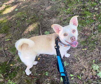 Rescue Chihuahua and Corgi Dogs for Adoption in Toms River, New Jersey - Munchkin | PetCurious