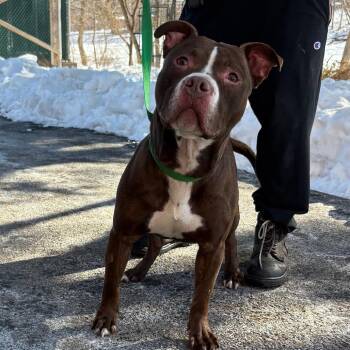 Mixed Breed Dogs Available for Adoption in Allentown, Pennsylvania - Taz | PetCurious
