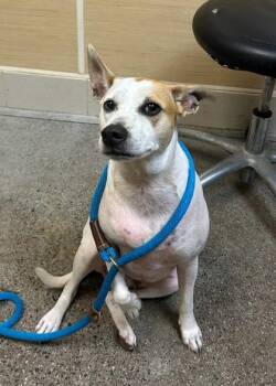 Parson Russell Terrier and Terrier Dogs Available for Adoption in Honolulu, Hawaii - Simba | PetCurious