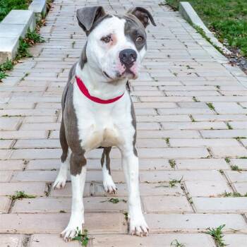 Pit Bull Terrier and Mixed Breed Dogs Available for Adoption in St. Louis, Missouri - DEMETRIUS | PetCurious