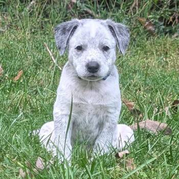 Macee Pup - Hamlet -  Cattle Dog and Mixed Breed Dog for Adoption in Fairfax Station, Virginia - Macee Pup - Hamlet | PetCurious