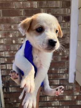 LORI LOUD -  Mixed Breed Dog for Adoption in Dallas, Texas - LORI LOUD | PetCurious