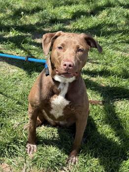 Labrador Retriever Dogs Available for Adoption in Springfield, Illinois - Grace | PetCurious