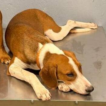 Shiloh -  Treeing Walker Coonhound and Mixed Breed Dog for Adoption in Hattiesburg, Mississippi - Shiloh | PetCurious