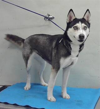Siberian Husky and Mixed Breed Dogs Available for Adoption in Houston, Texas - JOSIE | PetCurious