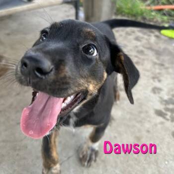 Dawson -  Australian Cattle Dog Blue Heeler and Coonhound Dog for Adoption in Oak Ridge, Tennessee - Dawson | PetCurious