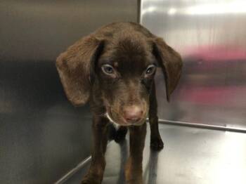 Labrador Retriever and Mixed Breed Dogs Available for Adoption - BURNELL | PetCurious