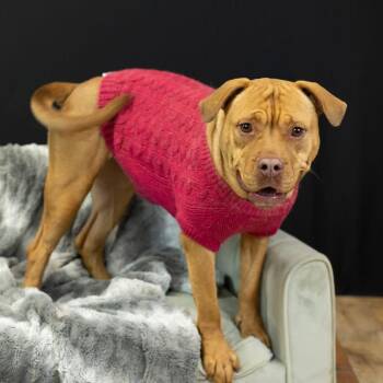 Alliyah (Sponsored) -  Pit Bull Terrier Dog for Adoption in East St. Louis, Illinois - Alliyah (Sponsored) | PetCurious