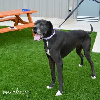 Diesel -  Great Dane Dog for Adoption in Cheyenne, Wyoming - Diesel | PetCurious