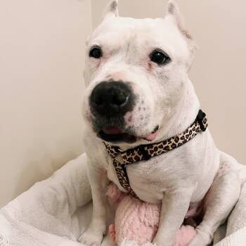 Rescue Mixed Breed Dogs for Adoption in Philadelphia, Pennsylvania - Maisie | PetCurious