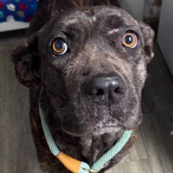 Mixed Breed Dogs Available for Adoption - Aylani | PetCurious