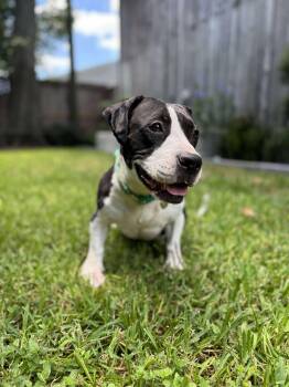 Rescue Pit Bull Terrier Dogs for Adoption in Yonkers, New York - Khora (Peachy) | PetCurious