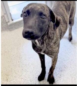 Dutch Shepherd Dogs Available for Adoption in Houston, Texas - Pancake | PetCurious