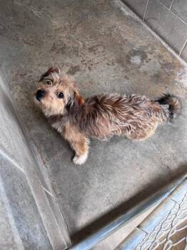 Peanut Butter -  Terrier Dog for Adoption in Clarksville, Tennessee - Peanut Butter | PetCurious