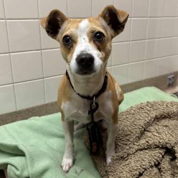 Chihuahua and Mixed Breed Dogs Available for Adoption - Rosa | PetCurious